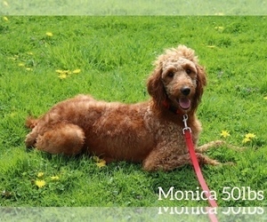 Mother of the Goldendoodle (Miniature) puppies born on 05/01/2023