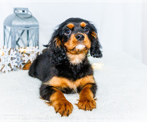 Medium Cavalier King Charles Spaniel