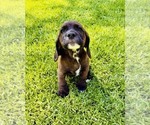 Image preview for Ad Listing. Nickname: Luka