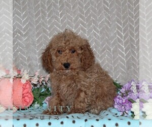 Poovanese Puppy for sale in RISING SUN, MD, USA