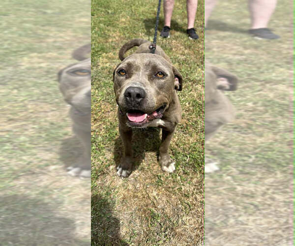 Medium Photo #2 Mutt Puppy For Sale in Abbeville, LA, USA