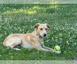Golden Labrador Dogs for adoption in Jefferson, NJ, USA