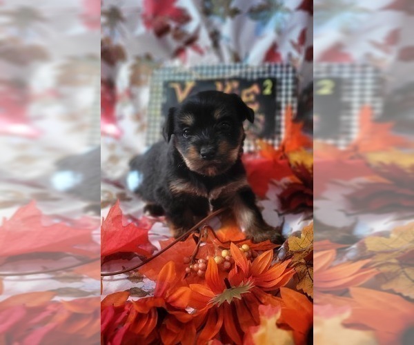 Medium Photo #4 Yorkshire Terrier Puppy For Sale in AKRON, OH, USA