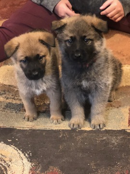 Medium Photo #1 German Shepherd Dog-Wolf Hybrid Mix Puppy For Sale in BALD KNOB, AR, USA