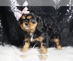 Small #7 Cavalier King Charles Spaniel