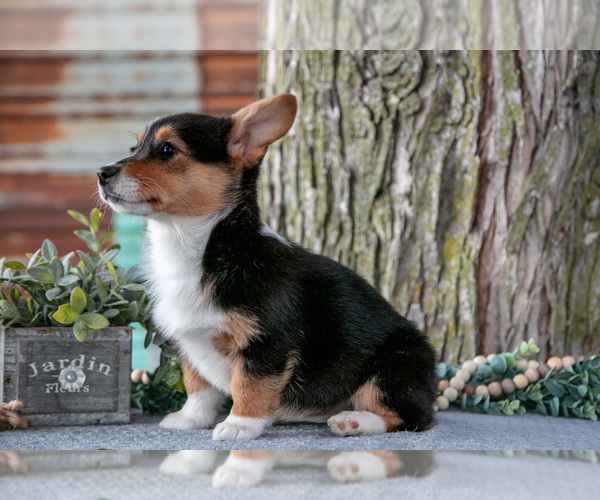 Medium Photo #4 Pembroke Welsh Corgi Puppy For Sale in MILLERSBURG, IN, USA