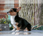 Small #2 Pembroke Welsh Corgi
