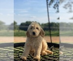 Small Photo #12 Goldendoodle Puppy For Sale in WESTMINSTER, SC, USA