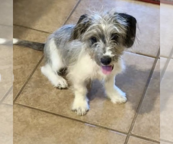 Medium Photo #1 Miniature Schnoxie Puppy For Sale in FORT WORTH, TX, USA