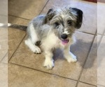 Small Miniature Schnoxie