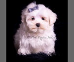 Puppy Teako Maltese