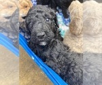 Small Photo #6 Poodle (Standard) Puppy For Sale in ORMOND BEACH, FL, USA