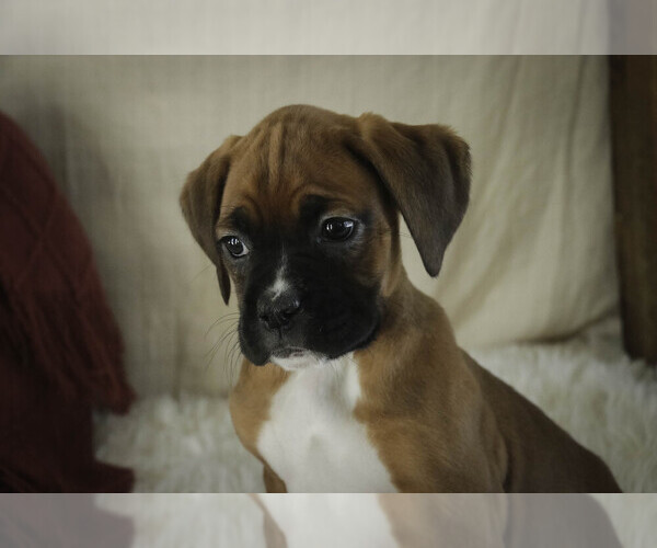 Medium Photo #3 Boxer Puppy For Sale in SHIPSHEWANA, IN, USA