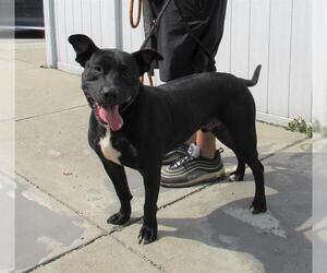 Staffordshire Bull Terrier-Unknown Mix Dogs for adoption in Louisville, KY, USA