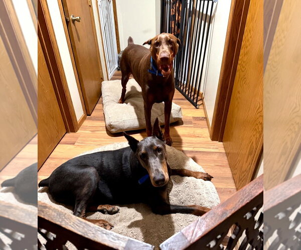 Medium Photo #11 Doberman Pinscher Puppy For Sale in Buffalo, MN, USA