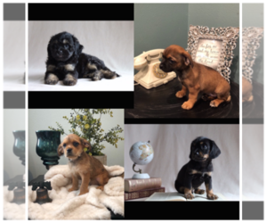 Border Terrier-English Springer Spaniel Mix Puppy for sale in MAYWOOD PARK, OR, USA