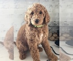 Puppy Yellow Girl Goldendoodle