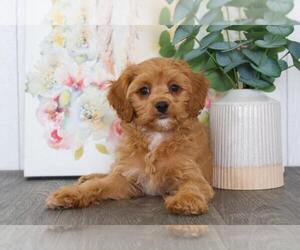 Cavapoo Puppy for sale in BEL AIR, MD, USA