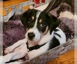 Rat Terrier Dogs for adoption in Ellijay, GA, USA