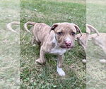 Small #5 American Pit Bull Terrier Mix