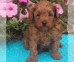 Small Poodle (Toy)