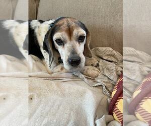 Beagle Dogs for adoption in Las Vegas, NV, USA