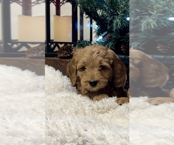 Medium Photo #10 Goldendoodle (Miniature) Puppy For Sale in HULL, IA, USA