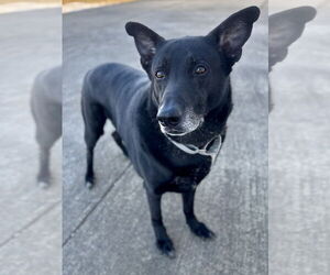 German Shepherd Dog Dogs for adoption in Evansville, IN, USA