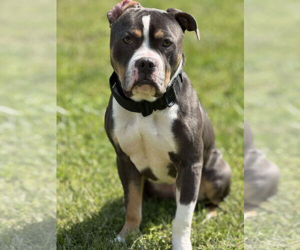 Medium Photo #11 American Pit Bull Terrier-Unknown Mix Puppy For Sale in Germantown, OH, USA