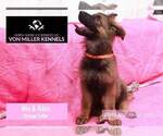Small Photo #10 German Shepherd Dog Puppy For Sale in MUNDELEIN, IL, USA