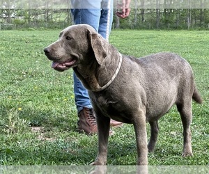 Mother of the Labrador Retriever puppies born on 05/22/2025