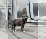 Small #5 Mutt
