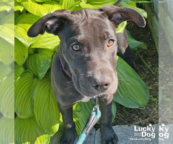 Medium Photo #5 Labrador Retriever-Unknown Mix Puppy For Sale in Washington, DC, USA