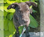 Small #4 Labrador Retriever Mix