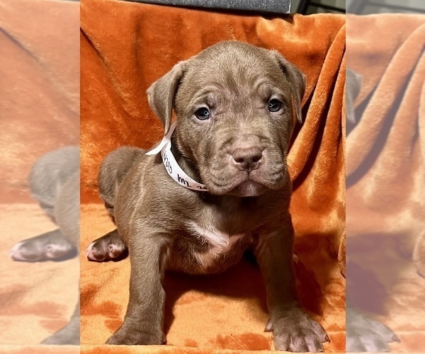 Medium Photo #12 American Bully Puppy For Sale in SNELLVILLE, GA, USA