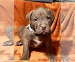 Small Photo #22 American Bully Puppy For Sale in SNELLVILLE, GA, USA