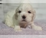 Small Photo #21 Cocker Spaniel Puppy For Sale in TERRY, MS, USA