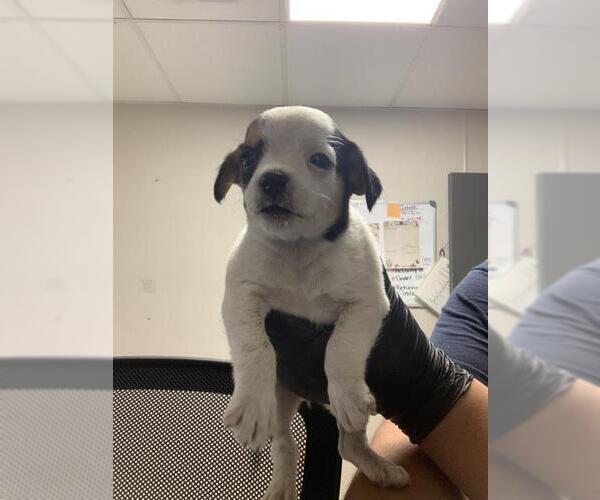 Medium Photo #1 Chihuahua-Unknown Mix Puppy For Sale in Visalia, CA, USA