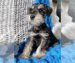 Small Photo #4 Schnauzer (Miniature) Puppy For Sale in COLORADO SPRINGS, CO, USA