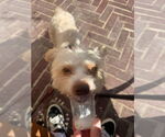 Small #1 Mutt