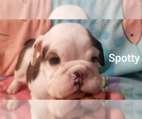 Medium Photo #11 English Bulldog Puppy For Sale in COLUMBUS, OH, USA