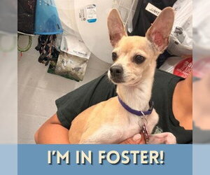 Chihuahua Dogs for adoption in Alameda, CA, USA