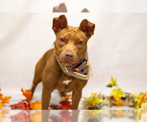 Mutt Dogs for adoption in Sanford, FL, USA