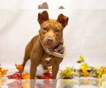 GUCCI - Female Mutt Dog for Adoption - Small photo