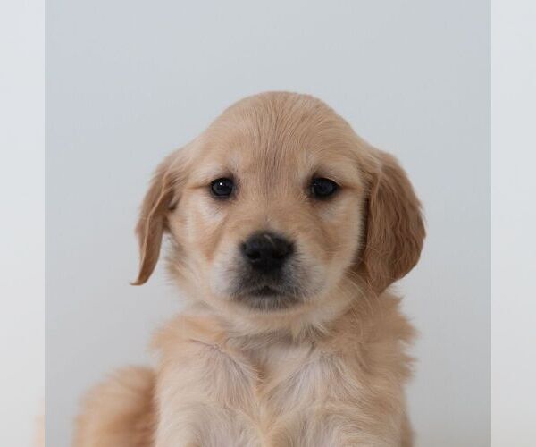 Medium Photo #1 Golden Retriever Puppy For Sale in NEWPORT, PA, USA