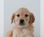 Small Golden Retriever
