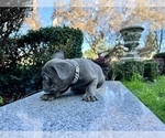 Small #223 French Bulldog