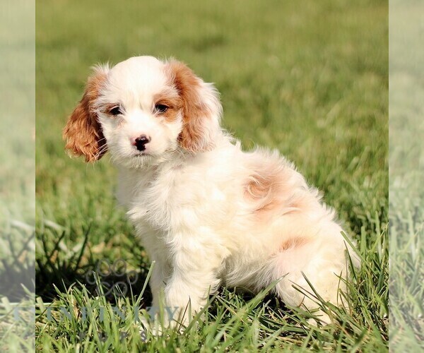 Medium Photo #4 Cavapoo Puppy For Sale in BIRD IN HAND, PA, USA