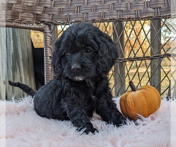 Medium Photo #2 Cock-A-Poo Puppy For Sale in SALEM, MO, USA