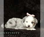 Small #3 Miniature American Shepherd-Miniature Australian Shepherd Mix